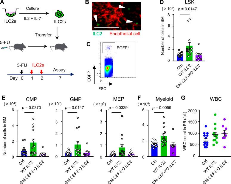 https://cdn.ncbi.nlm.nih.gov/pmc/blobs/fe56/7941180/fc03a41532c8/JEM_20200817_Fig7.jpg