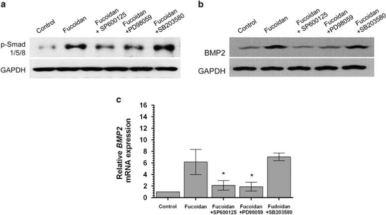 https://cdn.ncbi.nlm.nih.gov/pmc/blobs/fe57/4314586/e61a77bc1721/emm201495f7.jpg