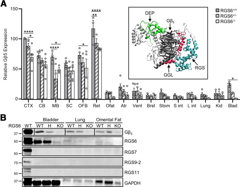 https://cdn.ncbi.nlm.nih.gov/pmc/blobs/fe57/8805202/16b9befc96a6/ENEURO.0379-21.2021_f009.jpg