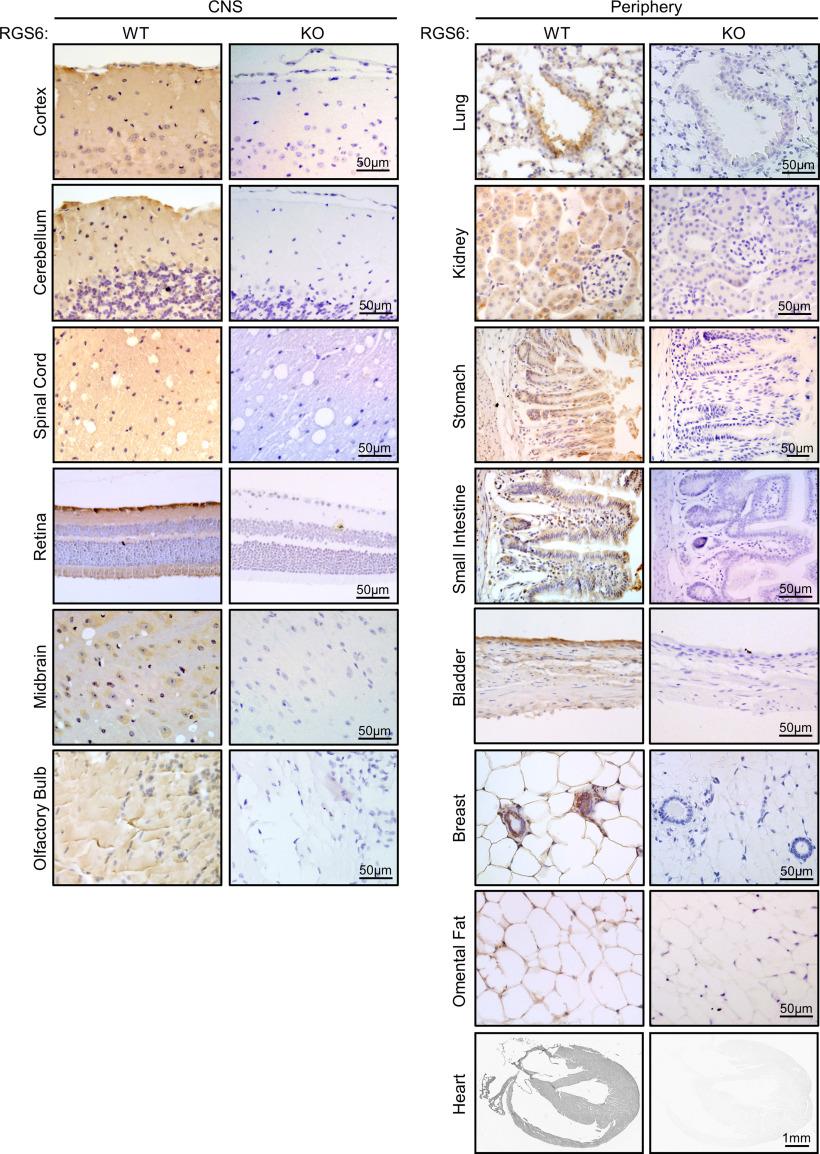 https://cdn.ncbi.nlm.nih.gov/pmc/blobs/fe57/8805202/e43f8a7363b0/ENEURO.0379-21.2021_f007.jpg