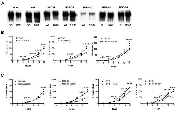 https://cdn.ncbi.nlm.nih.gov/pmc/blobs/fe5a/2225424/34481ebe8ac7/1742-4690-4-89-9.jpg