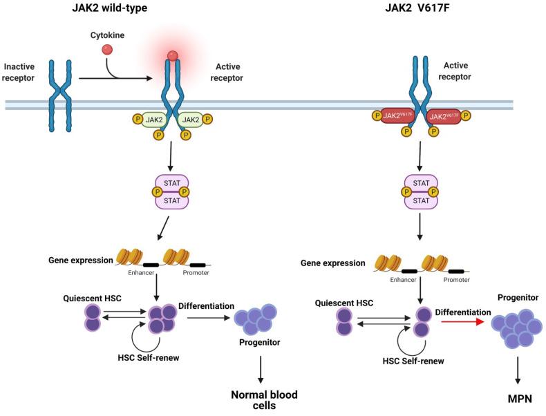 https://cdn.ncbi.nlm.nih.gov/pmc/blobs/fe5c/8835324/4a909036758f/ijms-23-01013-g002.jpg
