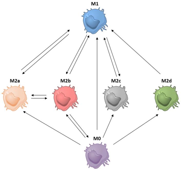 https://cdn.ncbi.nlm.nih.gov/pmc/blobs/fe60/10138703/23997cb16e9c/ijms-24-07493-g006.jpg