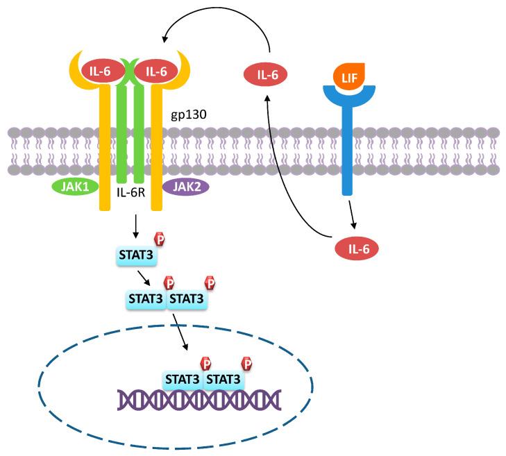 https://cdn.ncbi.nlm.nih.gov/pmc/blobs/fe60/10138703/ec45803e6c66/ijms-24-07493-g004.jpg
