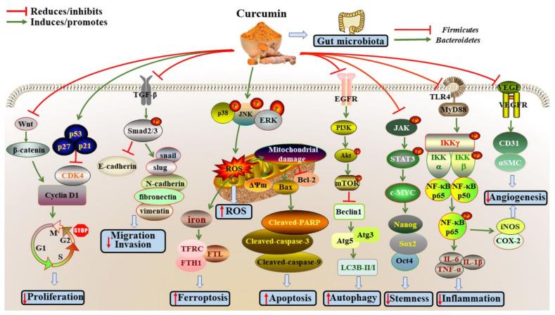 https://cdn.ncbi.nlm.nih.gov/pmc/blobs/fe62/9405286/8fce7b01e1f9/antioxidants-11-01481-g001.jpg