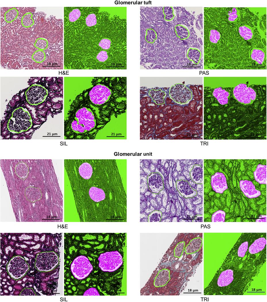 https://cdn.ncbi.nlm.nih.gov/pmc/blobs/fe68/8414393/d6bb1687757d/nihms-1715905-f0002.jpg