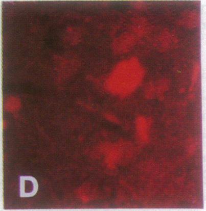 https://cdn.ncbi.nlm.nih.gov/pmc/blobs/fe6a/51690/e128d9c204cf/pnas01060-0460-d.jpg