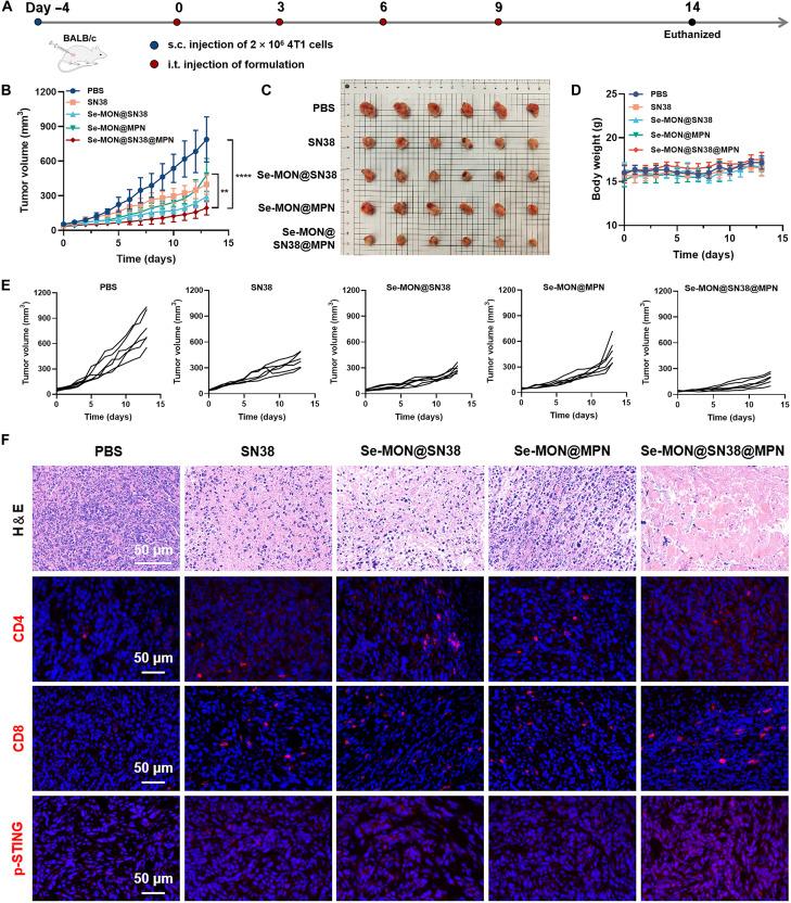 https://cdn.ncbi.nlm.nih.gov/pmc/blobs/fe6d/11409974/e4fb416b7192/sciadv.adn3002-f5.jpg