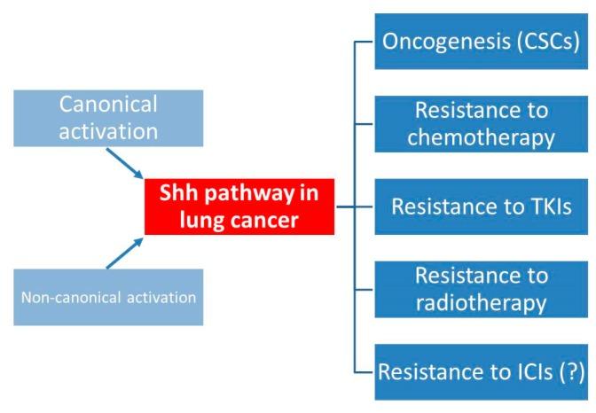 https://cdn.ncbi.nlm.nih.gov/pmc/blobs/fe72/6165231/57d91d8c8383/ijms-19-02835-g002.jpg