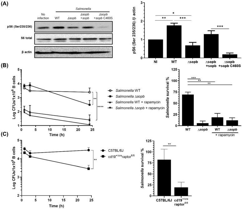 https://cdn.ncbi.nlm.nih.gov/pmc/blobs/fe77/9266210/f282f68d3539/cells-11-02061-g002.jpg