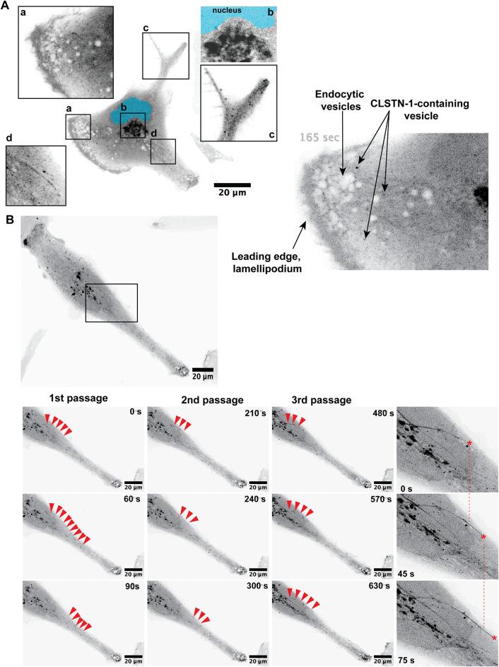https://cdn.ncbi.nlm.nih.gov/pmc/blobs/fe78/11704044/1074a8faf04d/41598_2024_84753_Fig4_HTML.jpg