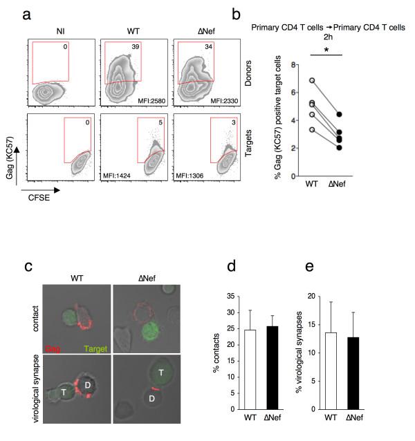 https://cdn.ncbi.nlm.nih.gov/pmc/blobs/fe78/3734038/057a0034d104/1742-4690-10-80-3.jpg