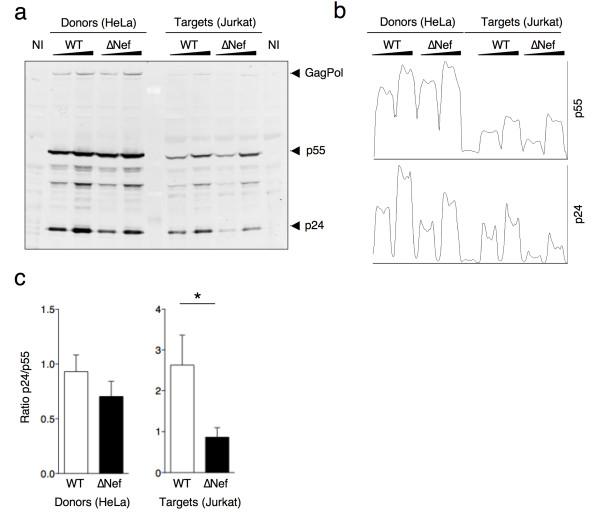 https://cdn.ncbi.nlm.nih.gov/pmc/blobs/fe78/3734038/14ae4e951cb5/1742-4690-10-80-7.jpg