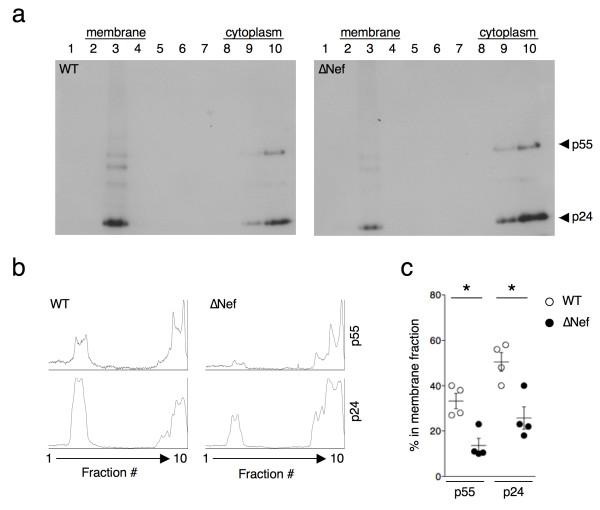 https://cdn.ncbi.nlm.nih.gov/pmc/blobs/fe78/3734038/2430b79fbda9/1742-4690-10-80-6.jpg