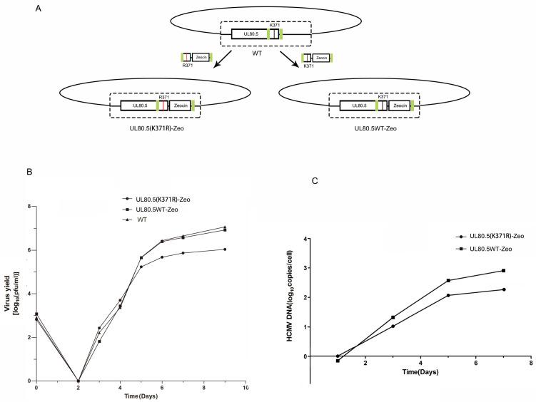 https://cdn.ncbi.nlm.nih.gov/pmc/blobs/fe79/10145422/83ac8e1259b2/viruses-15-00931-g006.jpg
