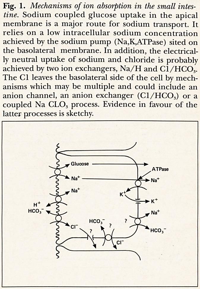 https://cdn.ncbi.nlm.nih.gov/pmc/blobs/fe79/5377082/d4c4e5904e42/jrcollphyslond90351-0055-a.jpg