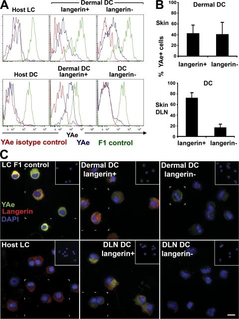 https://cdn.ncbi.nlm.nih.gov/pmc/blobs/fe7b/2150983/143a306cb095/jem2043133f06.jpg