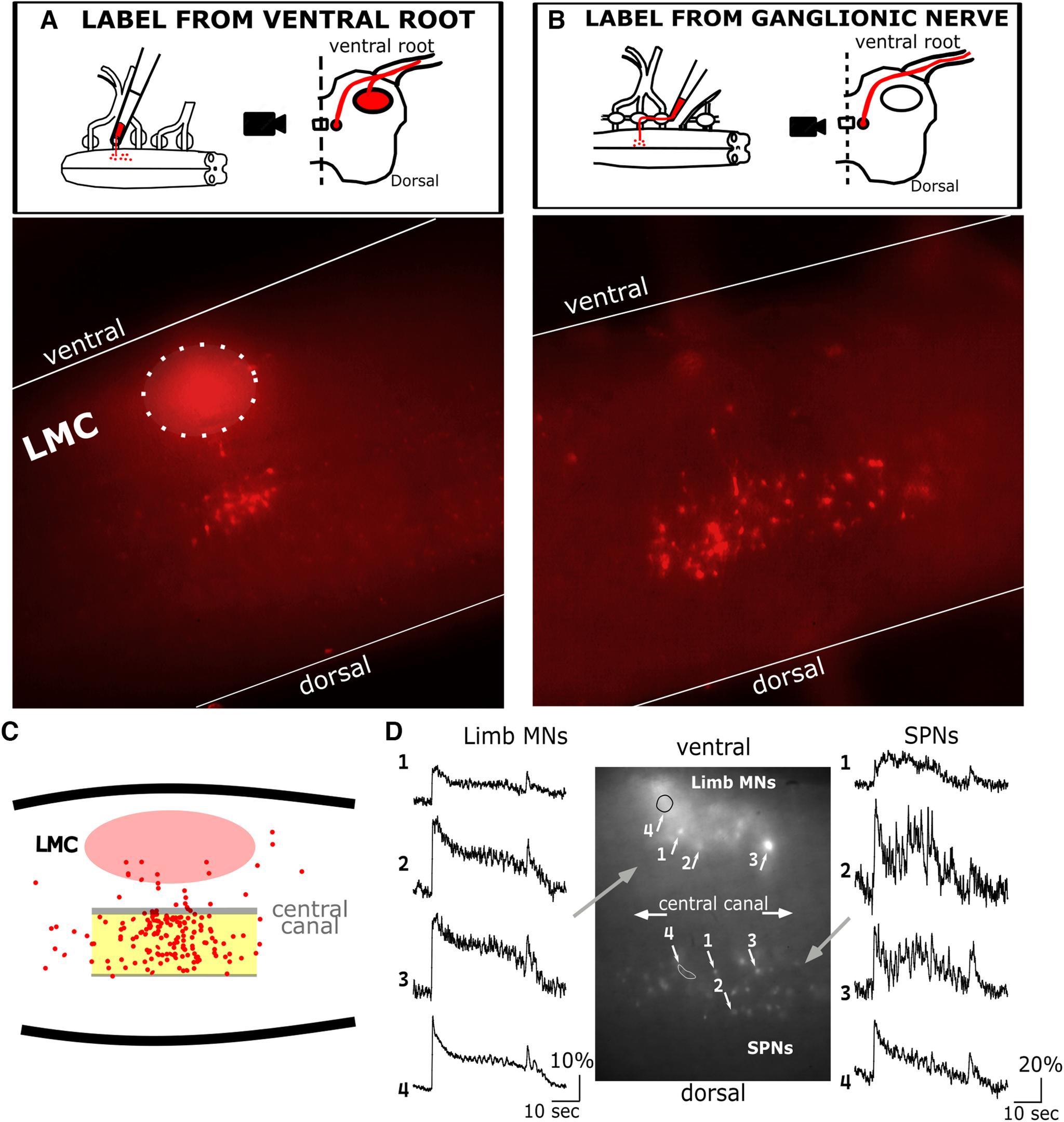https://cdn.ncbi.nlm.nih.gov/pmc/blobs/fe86/10630925/74bfd5c26e04/ENEURO.0297-23.2023_f001.jpg