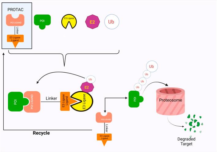 https://cdn.ncbi.nlm.nih.gov/pmc/blobs/fe8d/9479449/148125368c8f/fcell-10-851087-g001.jpg