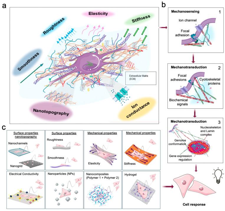 https://cdn.ncbi.nlm.nih.gov/pmc/blobs/fe8e/11476540/10929298037d/ijms-25-10386-g001.jpg