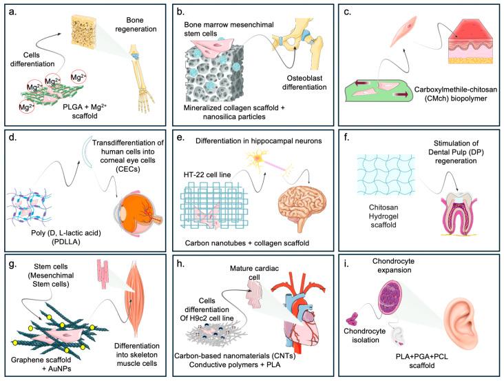 https://cdn.ncbi.nlm.nih.gov/pmc/blobs/fe8e/11476540/d1fd4da2970c/ijms-25-10386-g002.jpg