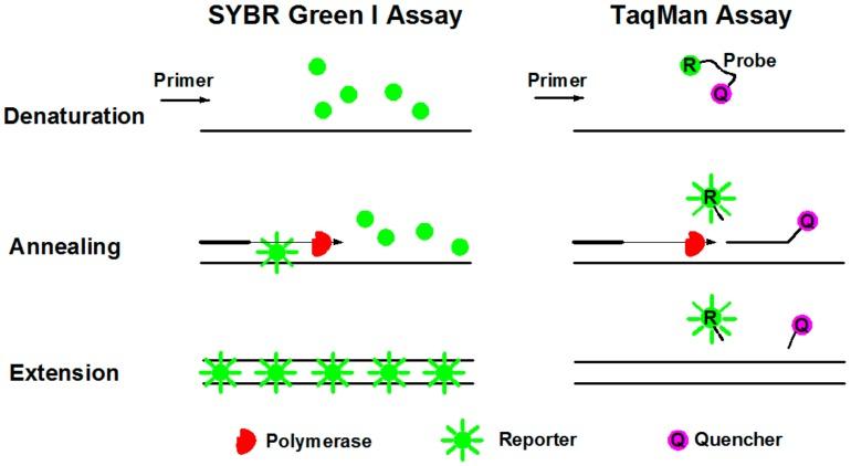 https://cdn.ncbi.nlm.nih.gov/pmc/blobs/fe8e/7037809/6f1f2f346156/molecules-25-00706-g005.jpg