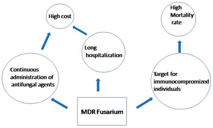 https://cdn.ncbi.nlm.nih.gov/pmc/blobs/fe94/5715927/a0020aec0674/jof-03-00018-g001.jpg