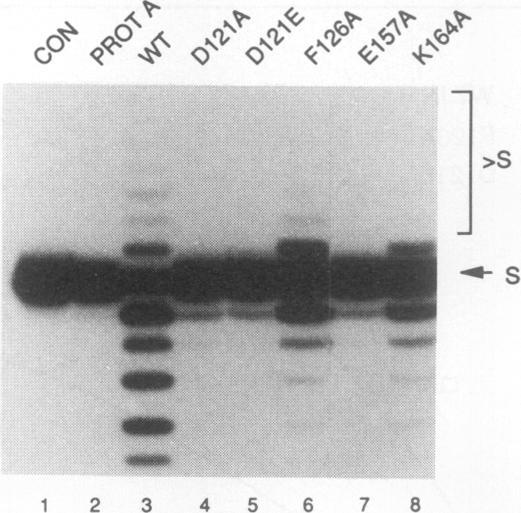 https://cdn.ncbi.nlm.nih.gov/pmc/blobs/fe9c/364405/1dc3c7618622/molcellb00027-0444-a.jpg
