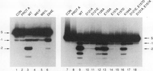 https://cdn.ncbi.nlm.nih.gov/pmc/blobs/fe9c/364405/20aeb3f39a3d/molcellb00027-0443-a.jpg