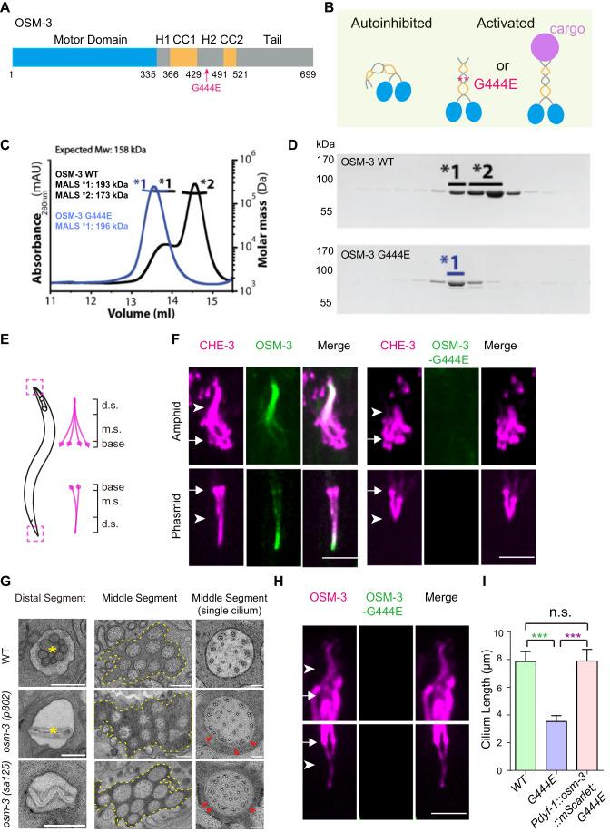 https://cdn.ncbi.nlm.nih.gov/pmc/blobs/fe9d/11217292/a3472014ebb6/44318_2024_118_Fig1_HTML.jpg