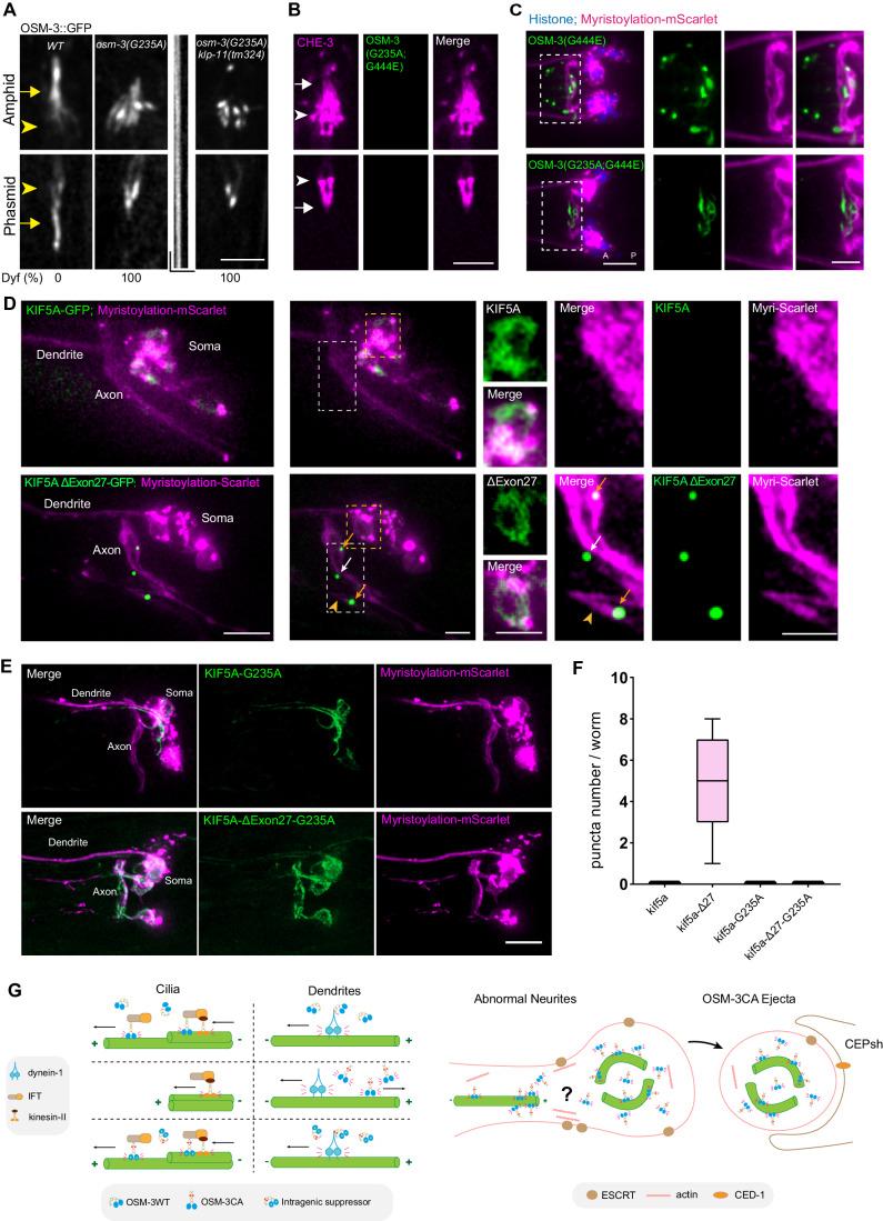https://cdn.ncbi.nlm.nih.gov/pmc/blobs/fe9d/11217292/beee318f2b28/44318_2024_118_Fig7_HTML.jpg