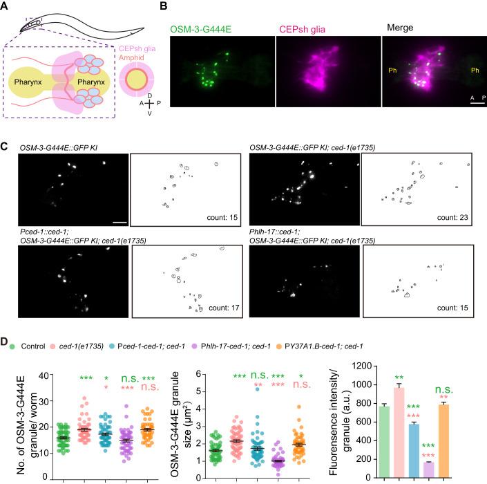 https://cdn.ncbi.nlm.nih.gov/pmc/blobs/fe9d/11217292/f17d1fb9197e/44318_2024_118_Fig4_HTML.jpg