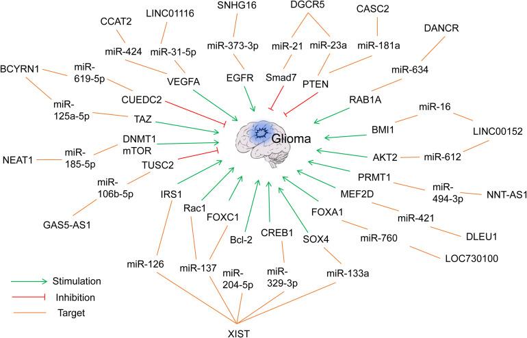 https://cdn.ncbi.nlm.nih.gov/pmc/blobs/fea1/8117106/312eaeeb0e8a/fgene-12-675498-g002.jpg