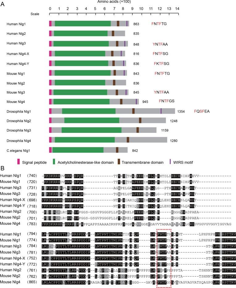 https://cdn.ncbi.nlm.nih.gov/pmc/blobs/fea5/5873926/22f86db3c7c0/elife-30457-fig3-figsupp1.jpg