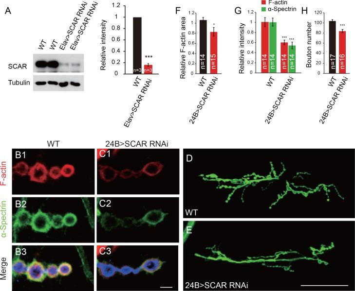 https://cdn.ncbi.nlm.nih.gov/pmc/blobs/fea5/5873926/af6de40c3e75/elife-30457-fig4.jpg