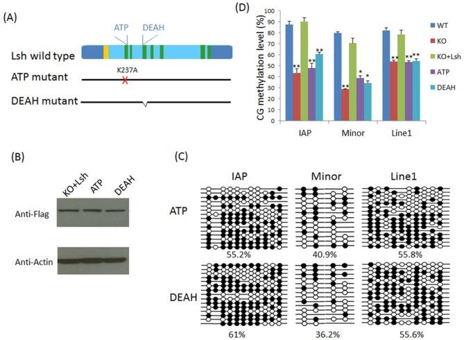 https://cdn.ncbi.nlm.nih.gov/pmc/blobs/feab/4330352/fe4ae77cb7e1/gku1371fig2.jpg