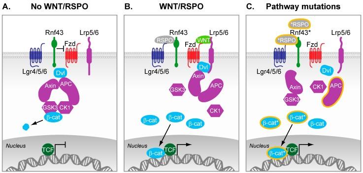 https://cdn.ncbi.nlm.nih.gov/pmc/blobs/fead/4963802/f3370448f240/cancers-08-00060-g001.jpg