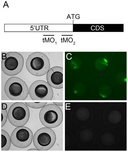 https://cdn.ncbi.nlm.nih.gov/pmc/blobs/feae/3073981/41e82632b98e/pone.0018702.g002.jpg
