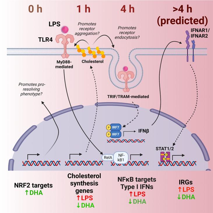 https://cdn.ncbi.nlm.nih.gov/pmc/blobs/feaf/9669445/a342bede72e0/fimmu-13-993614-g012.jpg