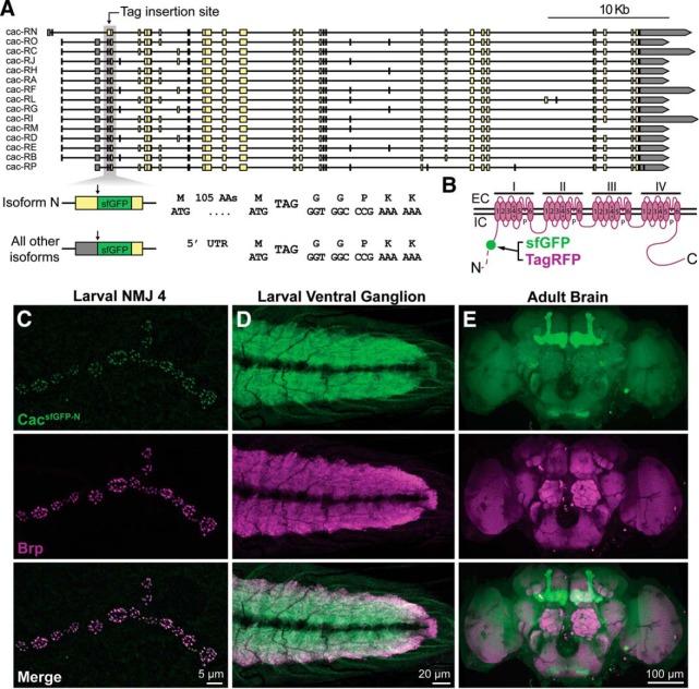 https://cdn.ncbi.nlm.nih.gov/pmc/blobs/feb0/6435823/460fbe93567b/zns9991915040001.jpg