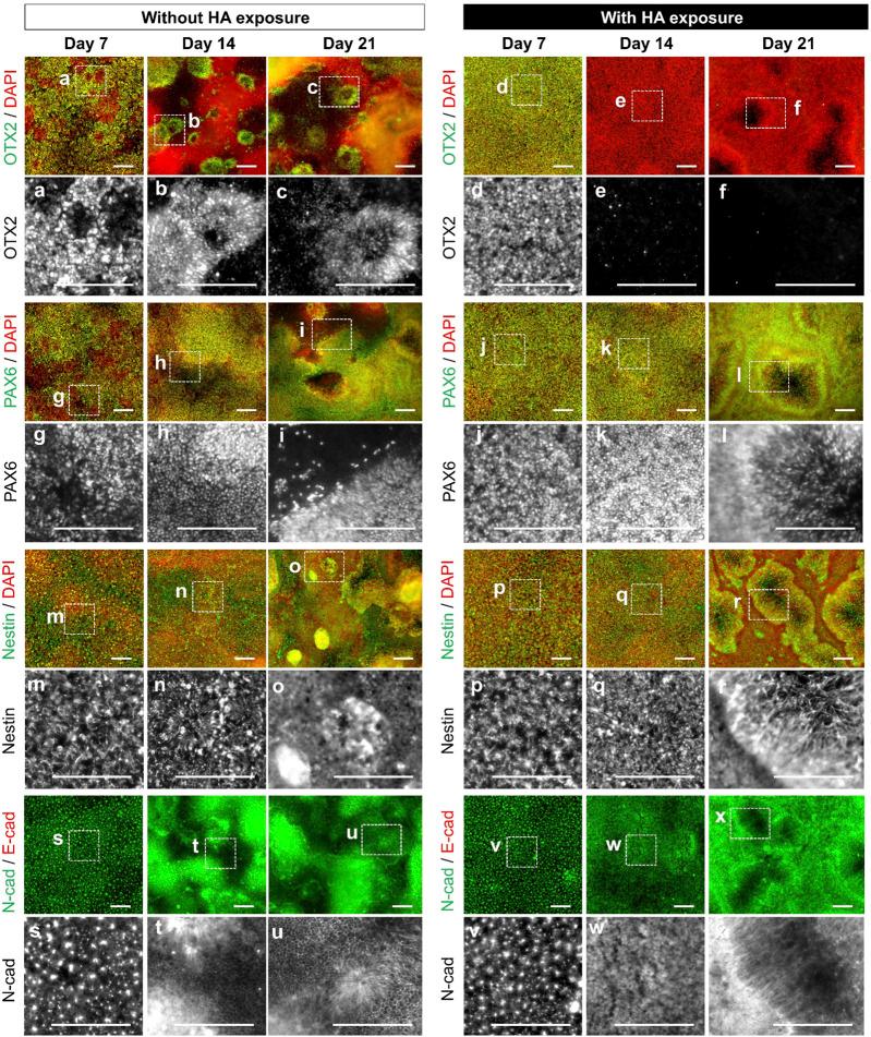 https://cdn.ncbi.nlm.nih.gov/pmc/blobs/feb1/10806250/88d787909881/fbioe-11-1269108-g004.jpg
