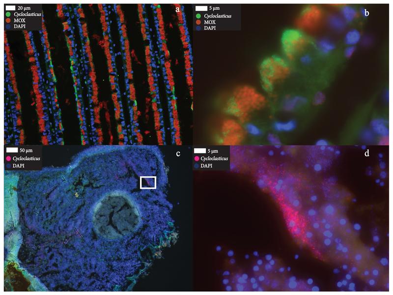 https://cdn.ncbi.nlm.nih.gov/pmc/blobs/feba/5490736/971f8c58c2f1/emss-72759-f002.jpg