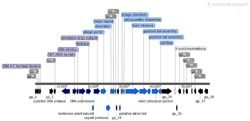 https://cdn.ncbi.nlm.nih.gov/pmc/blobs/febe/7077305/485a1b5dddaf/viruses-12-00150-g003.jpg