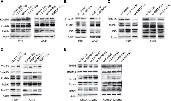 https://cdn.ncbi.nlm.nih.gov/pmc/blobs/fec0/5053702/6b73c7efb720/oncotarget-07-27959-g006.jpg