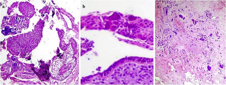 https://cdn.ncbi.nlm.nih.gov/pmc/blobs/fec1/11520492/dc40db0487b2/13000_2024_1560_Fig9_HTML.jpg