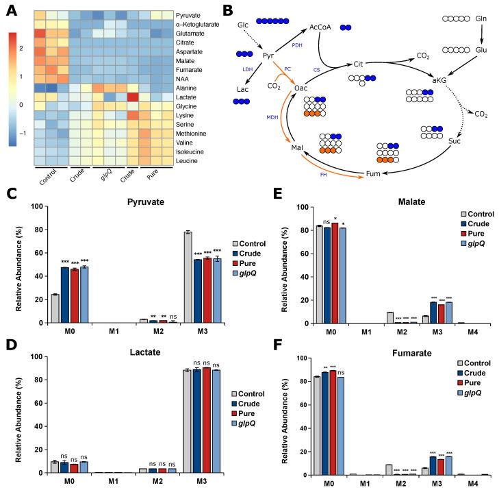 https://cdn.ncbi.nlm.nih.gov/pmc/blobs/fec2/10705164/42d535e11744/cells-12-02674-g004.jpg