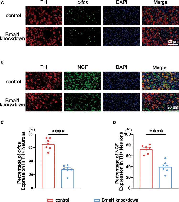 https://cdn.ncbi.nlm.nih.gov/pmc/blobs/fec6/9556266/e282df28e039/fcvm-09-937608-g004.jpg