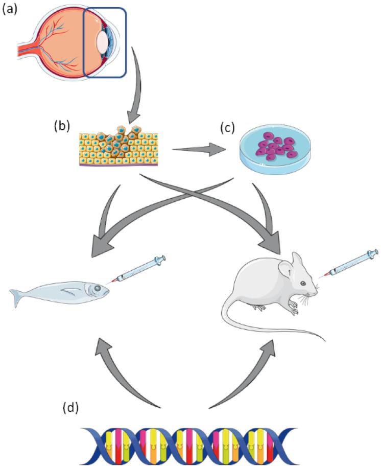 https://cdn.ncbi.nlm.nih.gov/pmc/blobs/fec7/8210544/3e24fcd7c60d/jcav12p4672g001.jpg