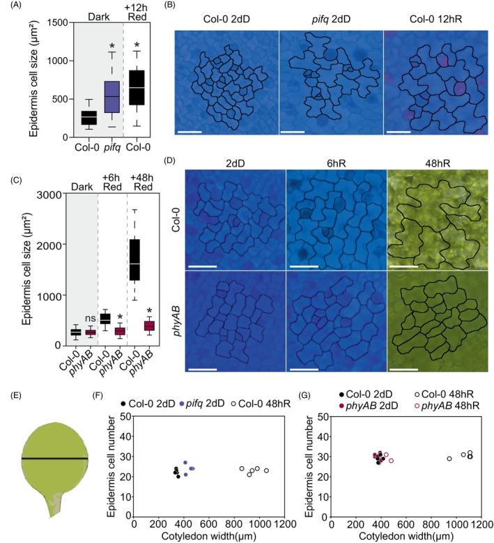 https://cdn.ncbi.nlm.nih.gov/pmc/blobs/feca/12083523/75a39a9571f1/TPJ-122-0-g003.jpg