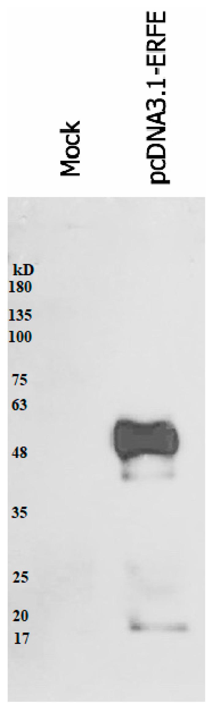 https://cdn.ncbi.nlm.nih.gov/pmc/blobs/fecf/8585454/313199e854ba/materials-14-06480-g002.jpg